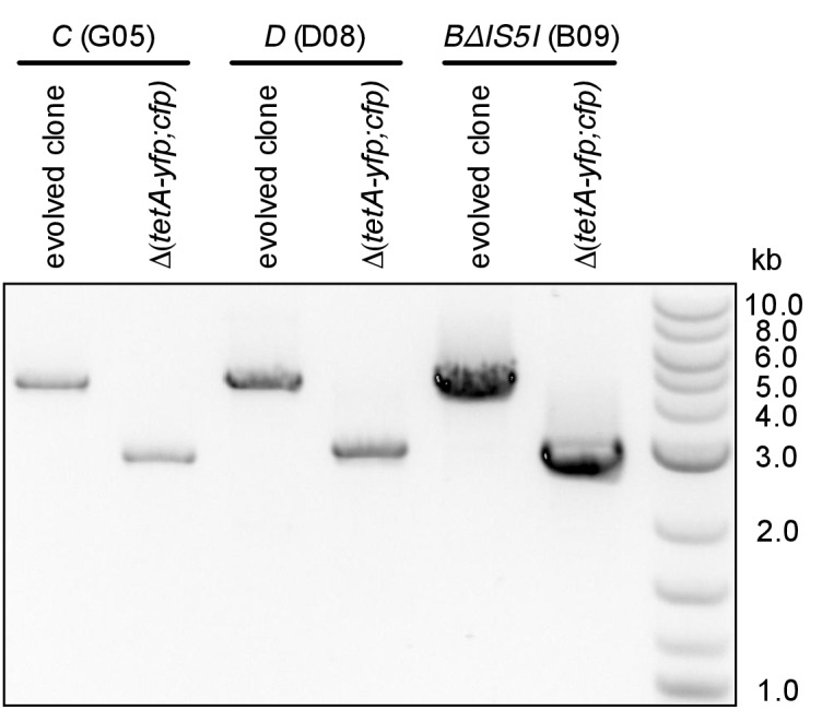 Figure 2—figure supplement 2.