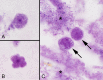 FIG 2