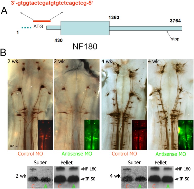 Fig 6