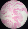 Fig. 8