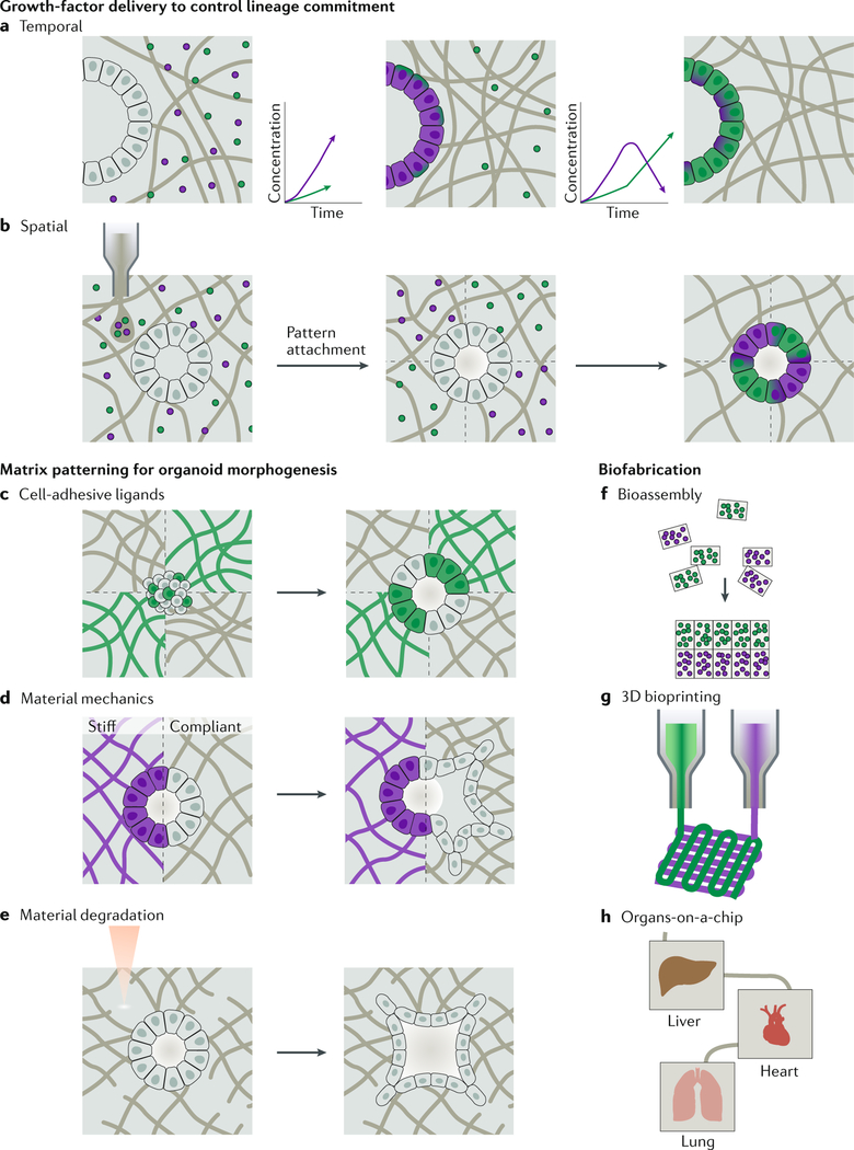 Fig. 4 |