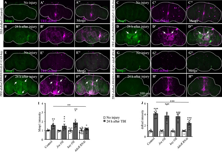 Figure 4—figure supplement 1.