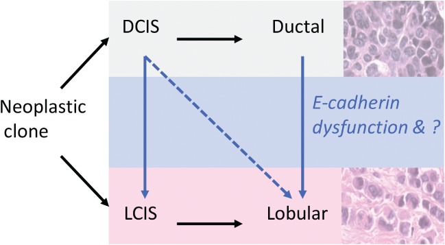 PATH-5040-FIG-0004-c