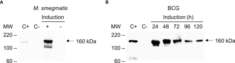 Figure 3