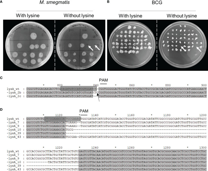 Figure 4