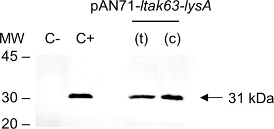 Figure 5