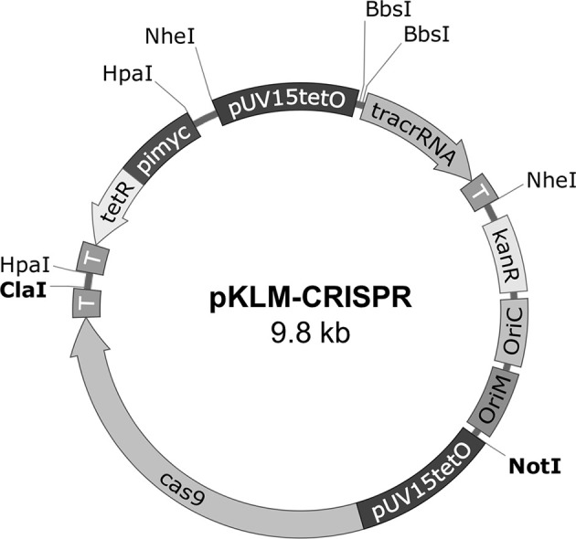 Figure 1