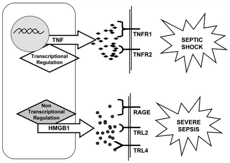 Fig. (5)