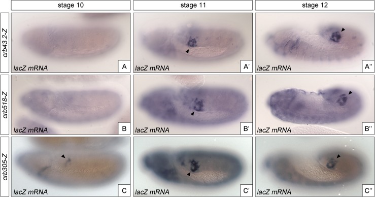 Fig 4