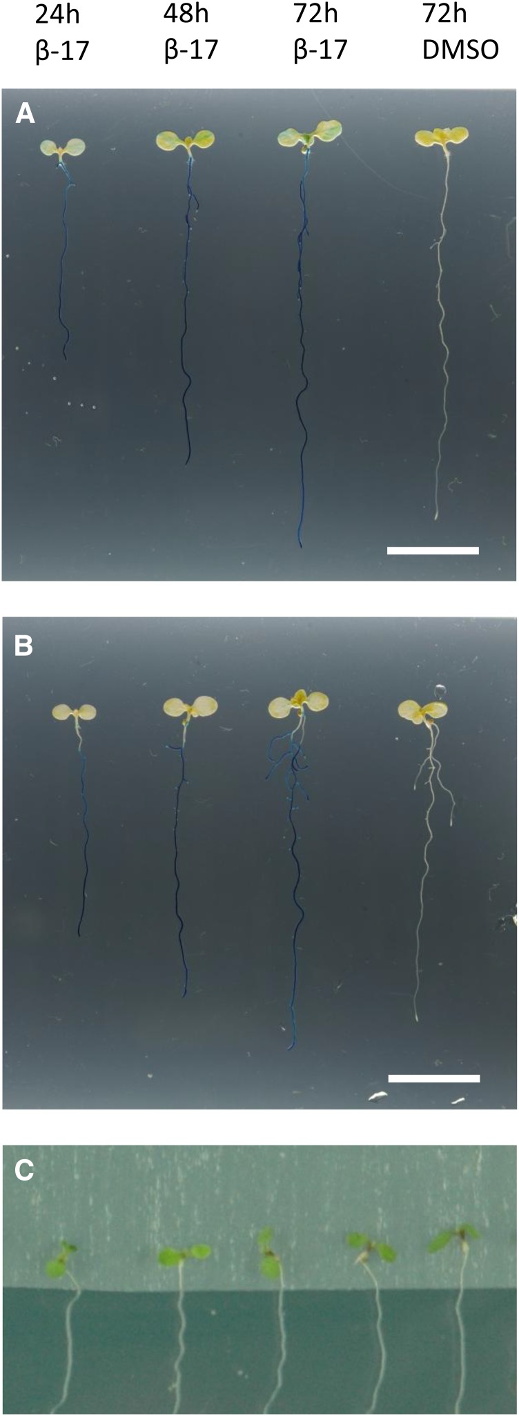 Figure 7.