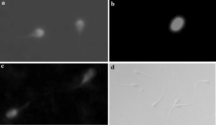 Fig. 2