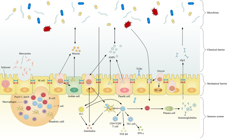 Figure 1