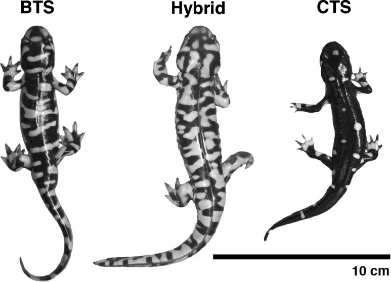 Fig. 1