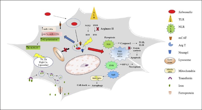 Fig. 1