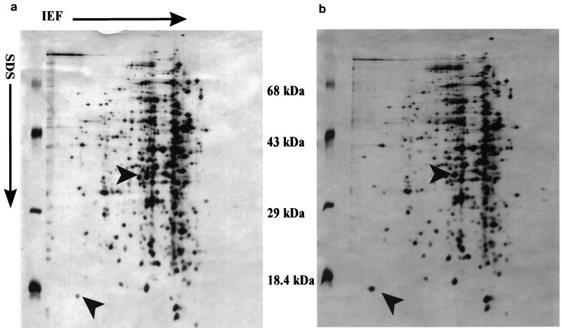 FIG. 1