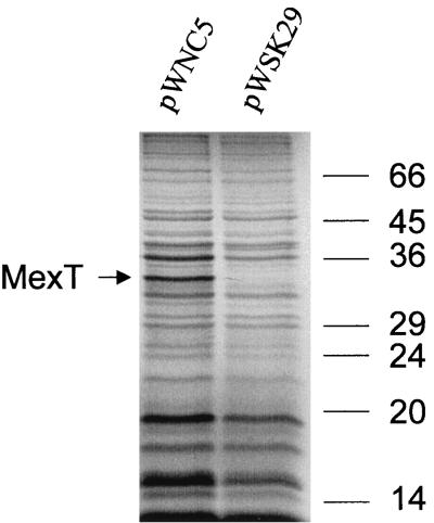 FIG. 1