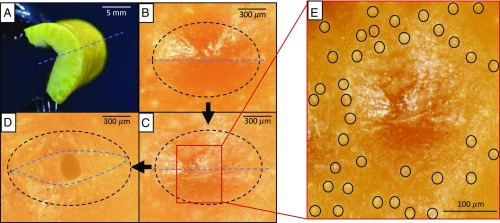 Fig. 3.