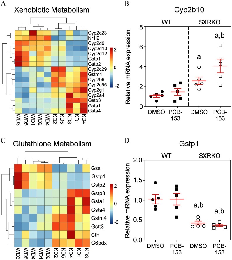 Figure 5A is a heatmap titled Xenobiotic Metabolism, plotting Cyp2c23, Nr1i2, Cyp2d9, Cyp2d10, Cyp2d12, Gstp1, Gstp2, Cyp2c29, Gstm4, Cyp2b9, Cyp2c55, Cyp2g1, Cyp2a4, Gstp3, Gsta1, and Gsta4 (right y-axis) across WD3, WD5, WD1, WD2, WD4, KD2, KD5, KD3, KD1, and KD4 (x-axis) with a scale ranging from negative 2 to 2 with increments of 2. Figures 5B and 5D are graphs titled Cyp2b10 and Gstp1, plotting relative mRNA expression, ranging from 0 to 8 with increments of 2 and 0.0 to 2.0 with increments 0.5 (y-axis), respectively, across DMSO, PCB-153, DMSO, and PCB-153 (x-axis) for WT and SXRKO. Figure 5C is a heatmap titled Glutathione Metabolism, plotting Gss, Gstp1, Gstp2, Gstp3, Gsta1, Gsta4, Gstm4, Gstt3, Cth, and G6pdx (right y-axis) across WD3, WD5, WD4, WD1, WD2, KD2, KD5, KD4, KD1, and KD3 (x-axis) with a scale ranging from negative 2 to 2 with increments of 2.