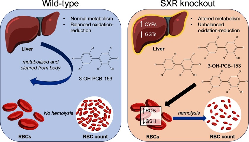 Figure 8 illustrates the proposed mechanism for PCB-153 action on red blood cell oxidative stress and survival. On the left shows the wild type mouse with a liver that has normal metabolism and balanced oxidation-reduction, which leads to 3-OH-PCB-153 being successfully metabolized and cleared from the body leading to no RBC hemolysis. On the right shows the SXR knockout mouse with altered expression of CYPs and GSTs giving it altered metabolism and imbalanced oxidation-reduction in the liver leading to an accumulation of 3-OH-PCB-153 which then induces production of ROS and decreased GSH in RBCs leading to hemolysis.