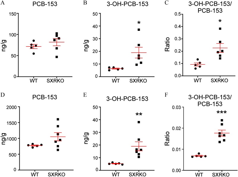 Figures 6A, 6B, and 6C are graphs for plasma samples titled PCB-153, 3-OH-PCB-153, and 3-OH-PCB-153 divided by PCB-153, plotting nanograms per gram, ranging from 0 to 150 with increments of 50; nanograms per gram, ranging from 0 to 50 with increments of 10; ratio, ranging from 0.0 to 0.5 with increments of 0.1 (y-axis), respectively, for WT and SXRKO (x-axis). Figure 6D, 6E, and 6F are graphs for liver samples titled PCB-153, 3-OH-PCB-153, and 3-OH-PCB-153 divided by PCB-153 plotting nanograms per gram, ranging from 0 to 2000 with increments of 500; nanograms per gram, ranging from 0 to 50 with increments of 10; and ratio, ranging from 0.00 to 0.03 (y-axis), respectively, for WT and SXRKO (x-axis).