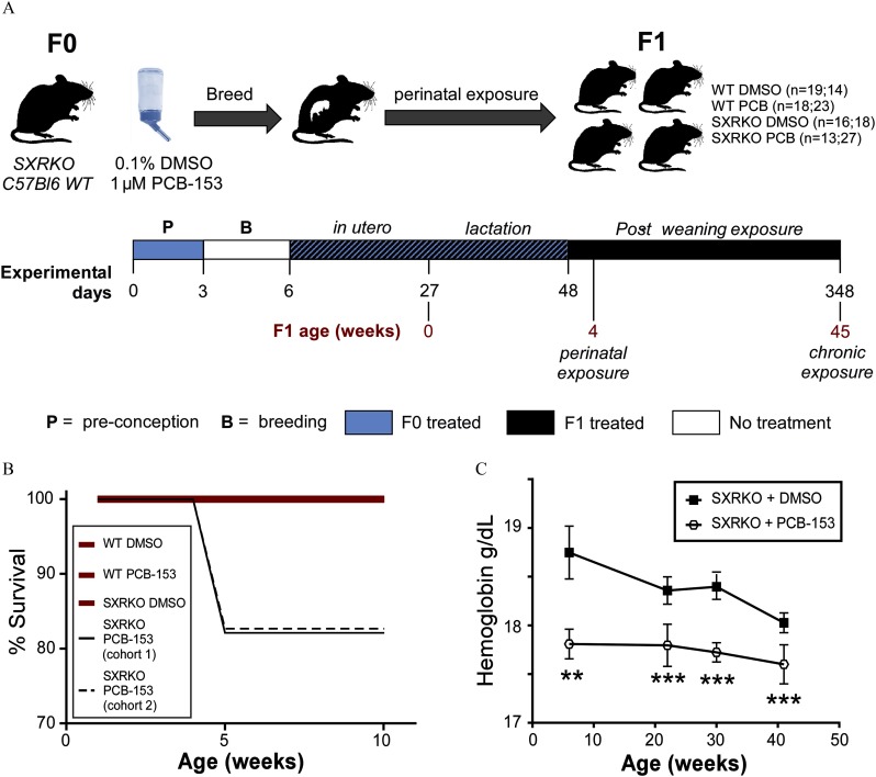 Figure 1A is a visual for the experimental setup for the PCB-153 exposure experiments, wherein F0 female SXRKO and C57BL6 WT mice are exposed to either 0.1 percent DMSO or 1 microMolar PCB-153 in the drinking water then bred. This generates F1 mice for perinatal and chronic exposure experiments with WT exposed to DMSO (n equals 19; 14), WT exposed to PCB (n equals 18; 23), SXRKO exposed to DMSO (n equals 16; 18), and SXRKO exposed to PCB (n equals 13; 27) with the first number referring to the perinatal experiment and second number referring to chronic exposure experiment. For the scale of experimental days, 0 to 3 is P (pre-conception), 3 to 6 is B (breeding with no exposure), 6 to 27 is in utero, 27 to 48 is lactation, and 48 to 348 is post weaning exposure with endpoints for F1 at age 4 weeks for perinatal exposure and F1 age of 45 weeks for chronic exposure. Figure 1B is a graph plotting percent survival, ranging from 70 to 100 with increments of 10 (y-axis) across age (weeks), ranging from 0 to 10 with increments of 5 (x-axis) for WT DMSO, WT PCB-153, SXRKO DMSO, SXRKO PCB-153 (cohort 1), and SXRKO PCB-153 (cohort 2). Figure 1C is a graph, plotting hemoglobin gram per deciliter, ranging from 17 to 19 (y-axis) across age (weeks), ranging from 0 to 50 with increments of 10 (x-axis) for SXRKO plus DMSO and SXRKO plus PCB-153.