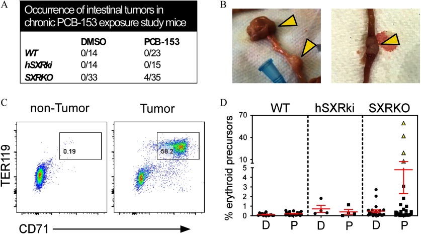 Figure 7A is a table, which in two columns titled DMSO and PCB-153, lists the fraction and percentage of intestinal tumors in the chronic PCB-153 exposure study mice groups indicated by three rows titled WT, hSXRki, and SXRKO. Figure 7B shows representative photographs of intestinal tumors found in SXRKO mice exposed to PCB-153. Figure 7C is a set of two representative FACS plots of the spleen of a non-tumor bearing SXRKO mouse on the left and a tumor-bearing SXRKO mouse exposed to PCB-153 on the right, plotting TER119 (y-axis) across CD71 (x-axis). Figure 7D is a graph, plotting percent erythroid precursors, ranging from 0, 1, 2, 3, 4, 5, 10, 40, and 70 (y-axis) across D, P, D, P, D, and P (x-axis) for WT, hSXRki, and SXRKO.