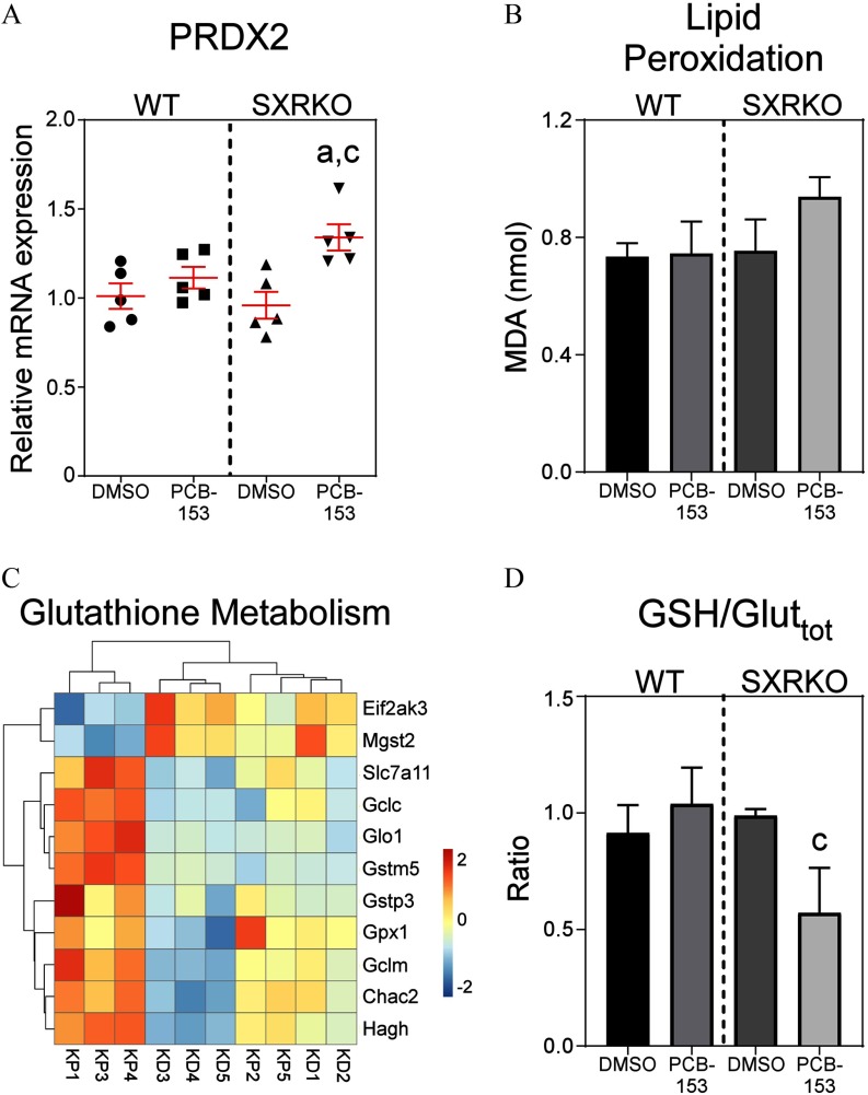 Figure 4A is a graph titled PRDX2 plotting relative mRNA expression, ranging from 0 to 2.0 with increments of 0.5 (y-axis) for WT plus DMSO, WT plus PCB-153, SXRKO plus DMSO, and SXRKO plus PCB-153 (x-axis). Figure 4B is a graph titled lipid peroxidation plotting MDA (nanomole), ranging from 0.0 to 1.2 with increments of 0.4 (y-axis) for WT plus DMSO, WT plus PCB-153, SXRKO plus DMSO, and SXRKO plus PCB-153 (x-axis). Figure 4C is a heatmap titled Glutathione Metabolism, plotting Eif2ak3, Mgst2, Slc7a11, Gclc, Glo1, Gstm5, Gstp3, Gpx1, Gclm, Chac2, and Hagh (right y-axis) across KP1, KP3, KP4, KD3, KD4, KD5, KP2, KP5, KD1, and KD2 (x-axis). Figure 4D is a graph titled GSH over total glutathione plotting Ratio ranging from 0.0 to 1.5 with increments 0.5 (y-axis) for WT plus DMSO, WT plus PCB-153, SXRKO plus DMSO, and SXRKO plus PCB-153 (x-axis).