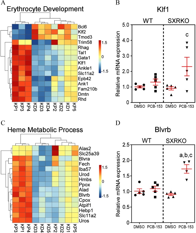 Figure 3A is a heatmap titled Erythrocyte development, plotting BcI6, KIf2, Tmod3, Trim58, Rhag, Tal1, Gata1, Klf1, Ankle1, Slc11a2, Epb42, Ank1, Fam210b, Dmtn, and Rhd (right y-axis) across KP1, KP3, KP5, KD5, KD3, KD4, KP2, KD2, KD1, and KP5 (x-axis). Figure 3C is a heatmap titled Heme Metabolic Process, plotting Alas2, Slc25a39, Blvra, Fech, Iba57, Urod, Hmbs, Ppox, Alad, Blvrb, Cpox, Atpif1, Hebp1, Slc11a2, and Uros (right y-axis) across KP3, KP1, KP4, KD3, KD4, KD5, KP2, KD2, KD1, and KP5 (x-axis). Figure 3B and 3D are graphs titled KLF1 and BLVRB, plotting relative mRNA expression, ranging from 0 to 5.0 with increments of 1.0 and 0 to 2.5 with increments of 0.5 (y-axis), respectively, across DMSO, PCB-153, DMSO, and PCB-153 (x-axis) for WT on the left and SXRKO on the right.