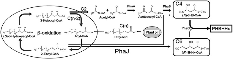 Fig. 5