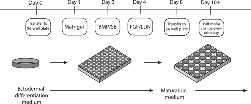 Figure 2: