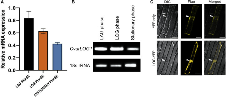 FIGURE 3