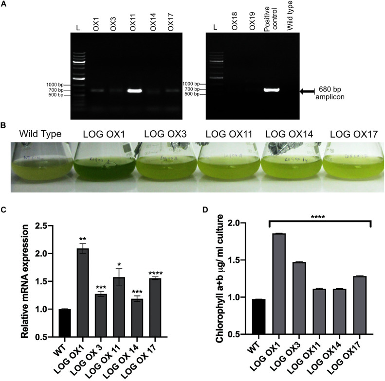 FIGURE 4