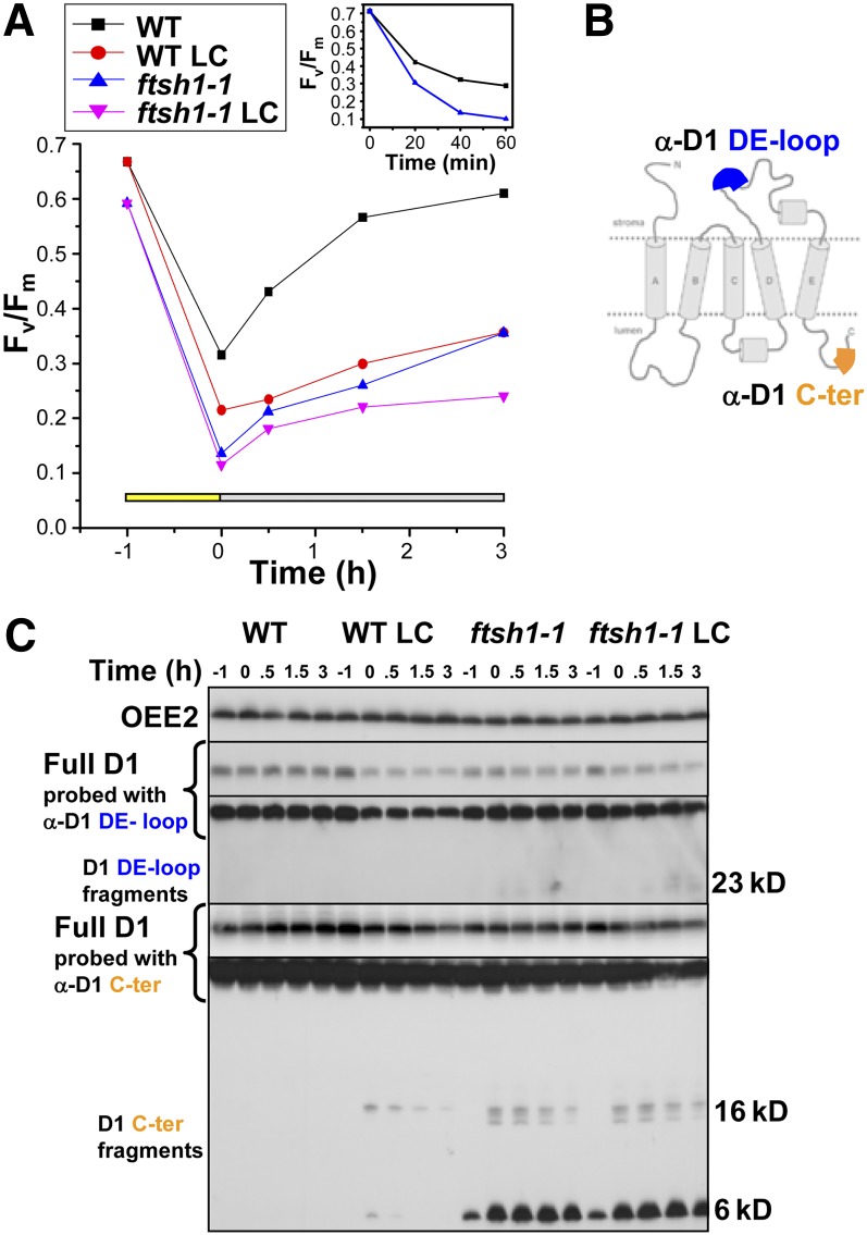 Figure 6.