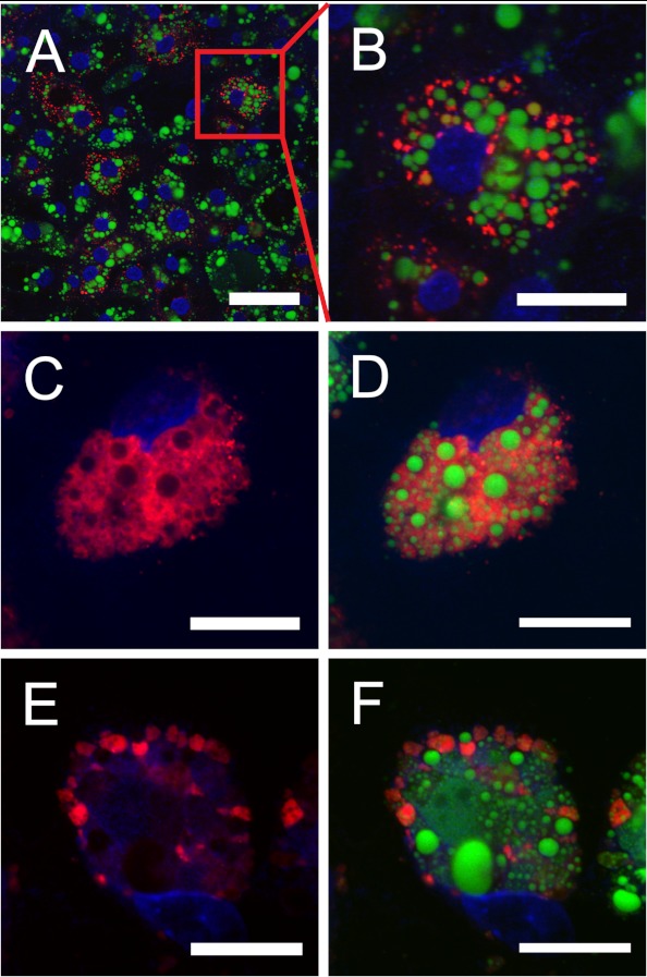 FIGURE 1.