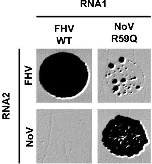 FIG. 5.