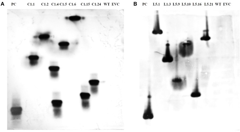 Figure 5