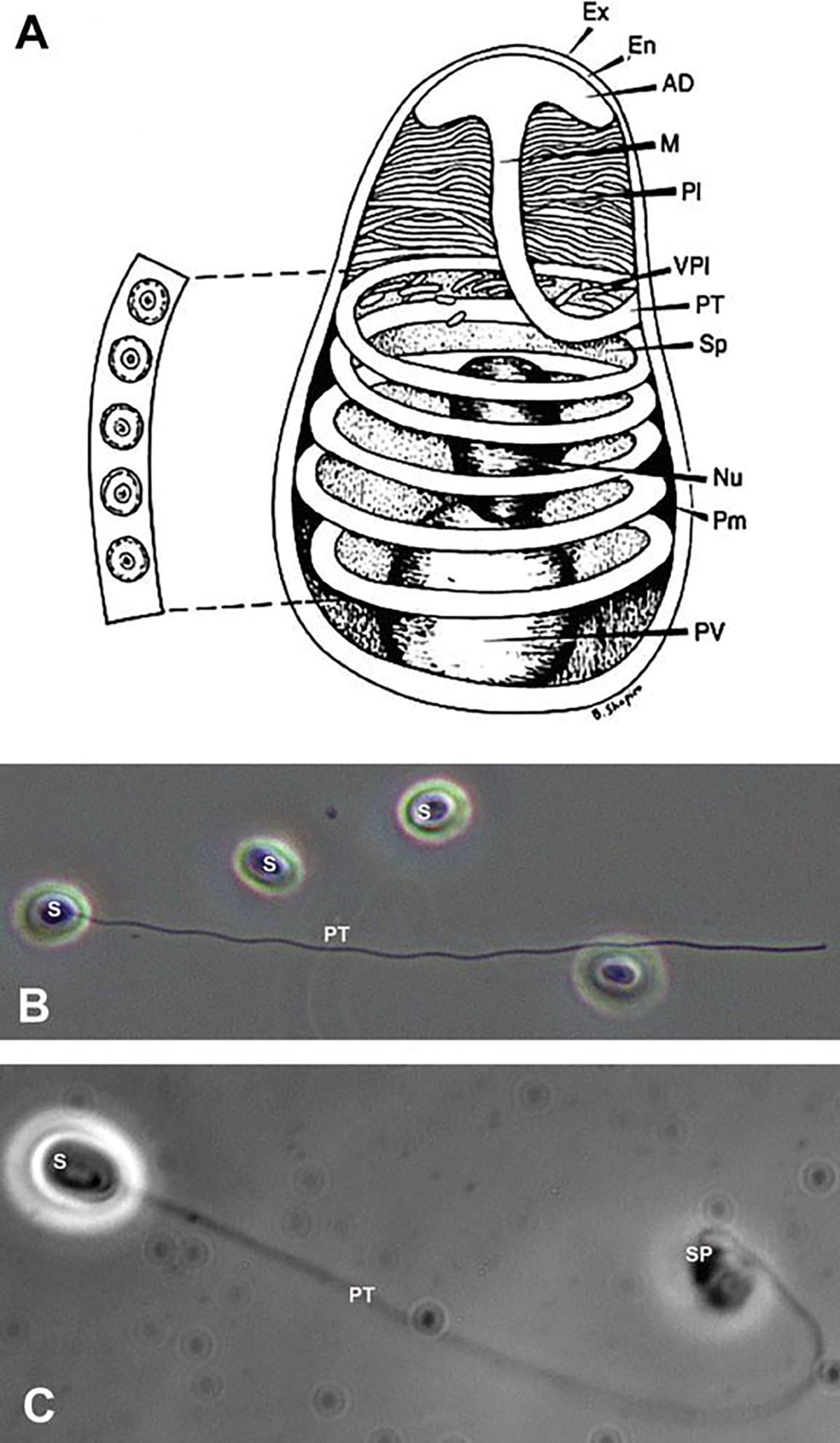 Fig. 8.1