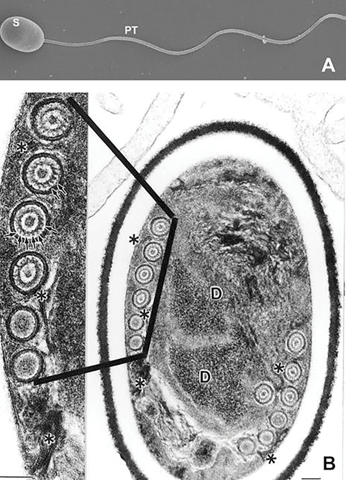 Fig. 8.2