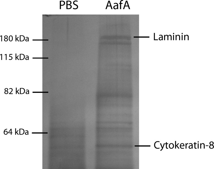 FIG 1