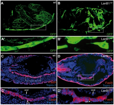 Fig. 8.