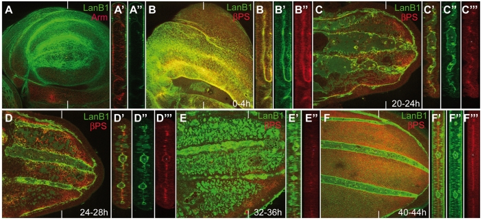 Fig. 2.