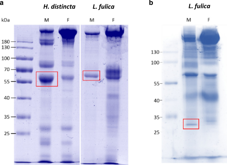 Fig.1