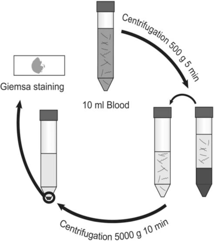 Fig. (1).Centrifugation-based enrichment method for spirochetes in blood.