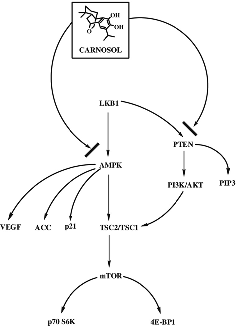 Figure 8