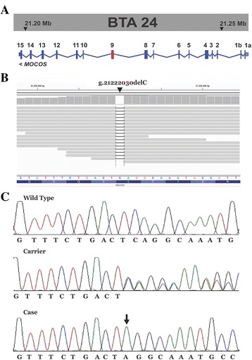 Fig. 3