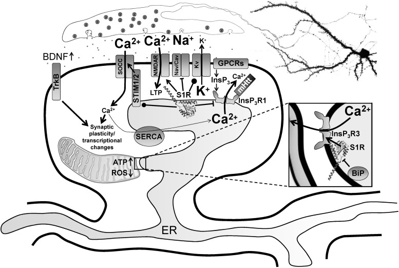 FIGURE 1