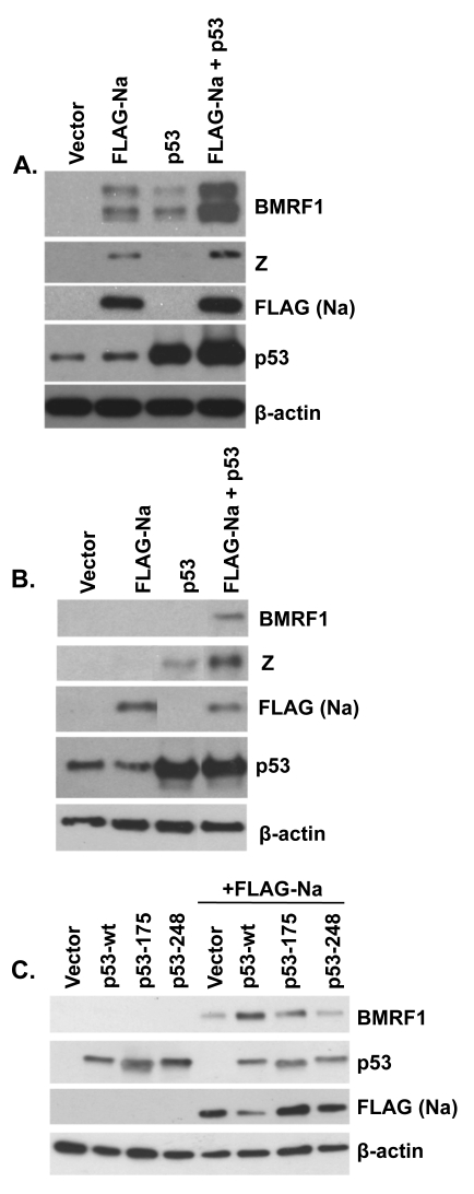 Fig. 9.