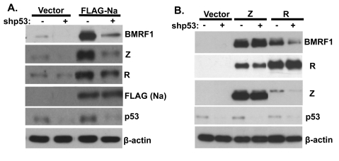 Fig. 10.