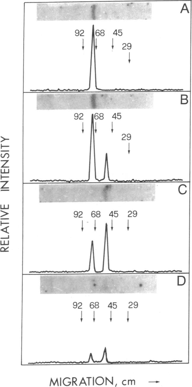 graphic file with name pnas01035-0081-a.jpg