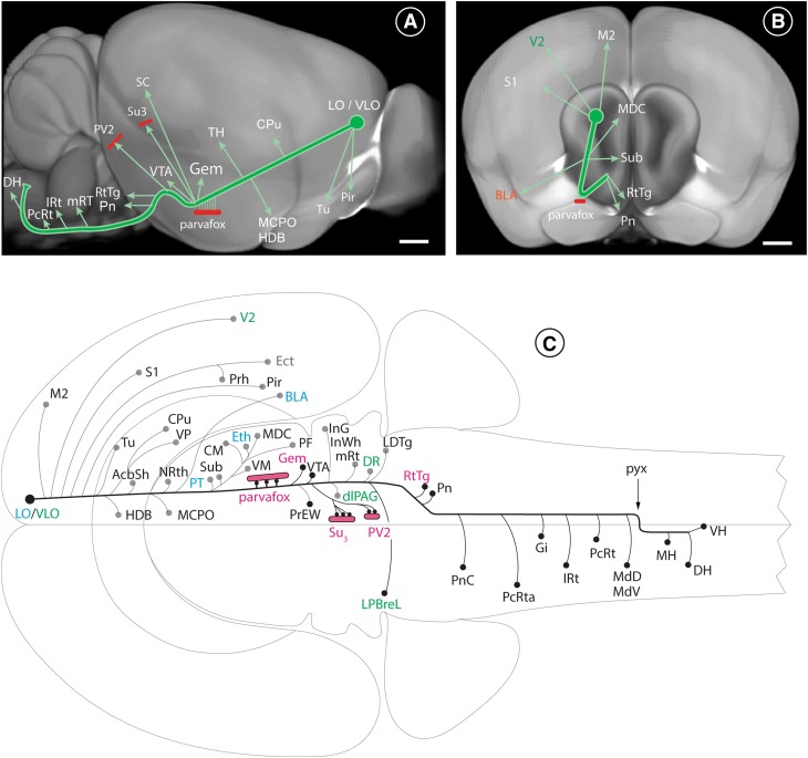 Fig. 7